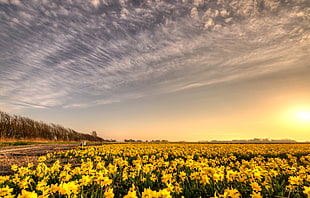 photography of yellow petaled flower field during golden hour HD wallpaper