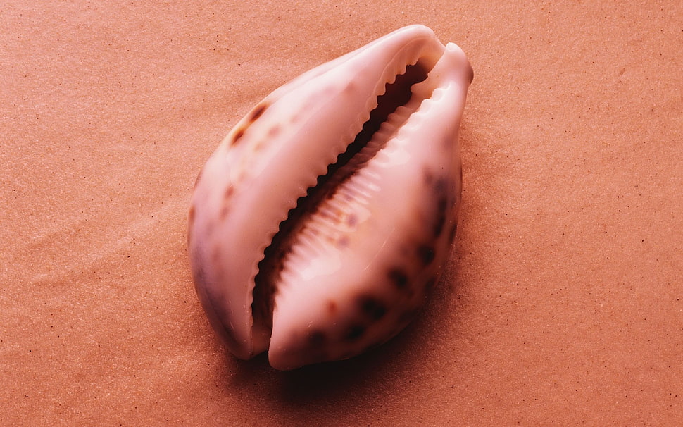 white seashell on sand HD wallpaper