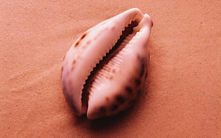 white seashell on sand