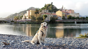 adult tan dog near on body of water