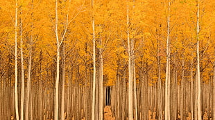 yellow leafed trees, trees, fall, landscape, nature