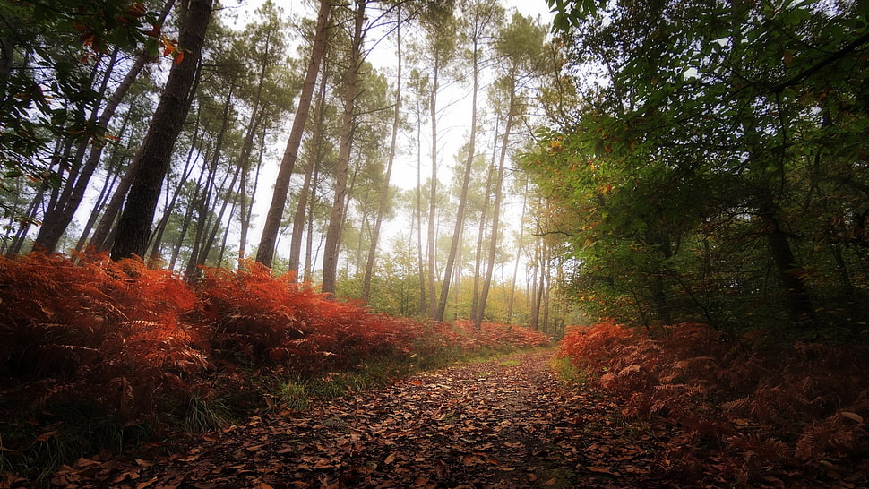 green leaf tree, nature, fall, forest, trees HD wallpaper