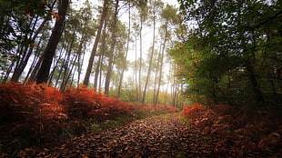 green leaf tree, nature, fall, forest, trees