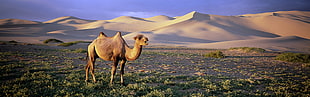white camel, nature, animals, wildlife, desert HD wallpaper