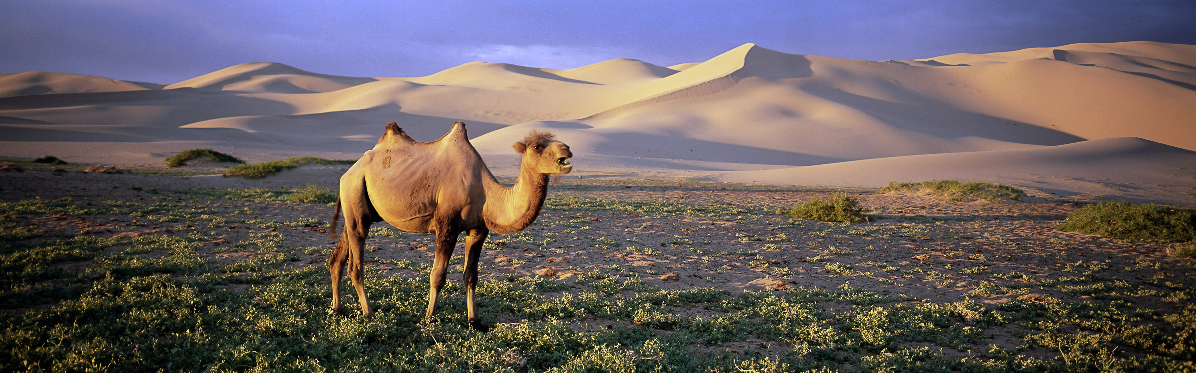 white camel, nature, animals, wildlife, desert