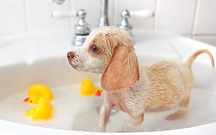 fawn Chihuahua puppy taking a bath near the rubber ducky