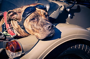 brindle dog leaning on gray car HD wallpaper