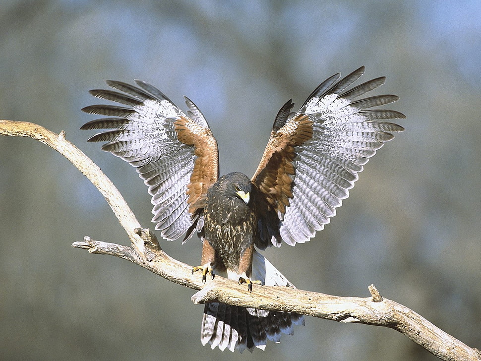 brown and black Eagle HD wallpaper