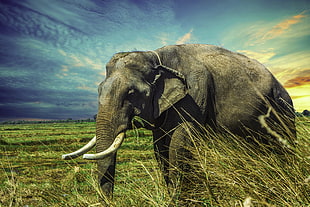 gray elephant, Elephant, Grass, Walk