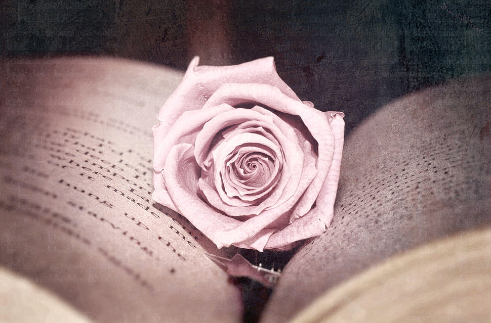 pink rose on book page HD wallpaper