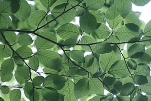 Green Leaf Tree HD wallpaper