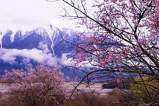 pink cherry blossom, peach blossom, nyingchi HD wallpaper
