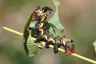 brown and black caterpillar on green leaf during daytime HD wallpaper