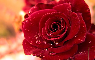 red rose macro photography HD wallpaper