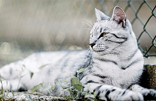 close up photography of silver Tabby cat beside the chain link fence lying on ground