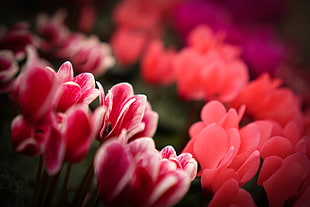 selective focus photography of pink petaled flowers, cyclamen HD wallpaper
