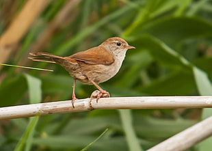 brown bird on bamboo stick, cettia, lesvos
