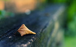 focus photography of leaf