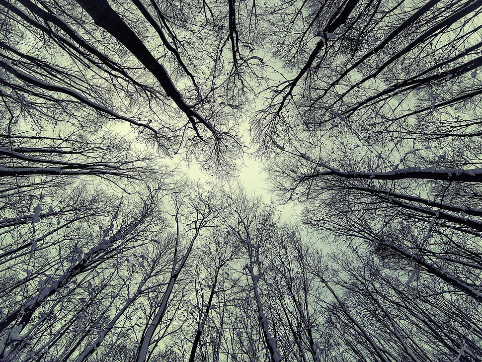 bare tree forest, nature, trees HD wallpaper