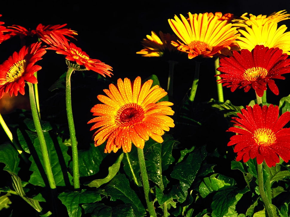 yellow and red Daisies closeup photo HD wallpaper