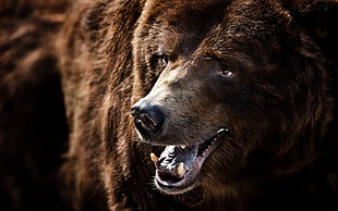 bear, bears, animals HD wallpaper