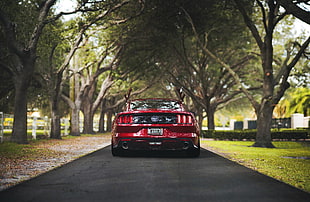 red car, mustang gt500, Ford, nature, rear view HD wallpaper