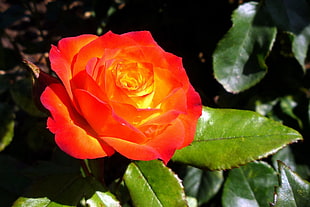 Rose,  Flower,  Petals,  Scarlet
