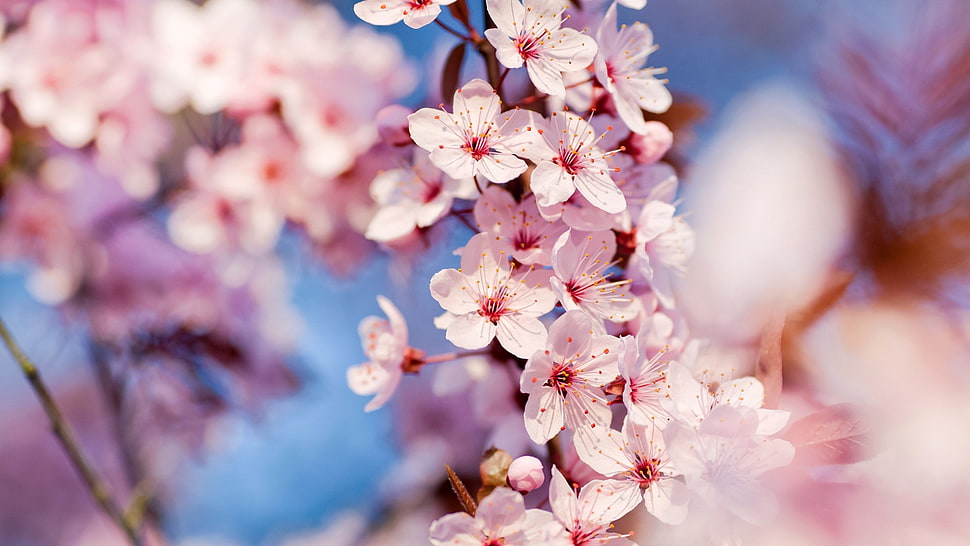 pink flowering tree, flowers, plants HD wallpaper