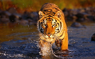 Tiger Animal walking on river