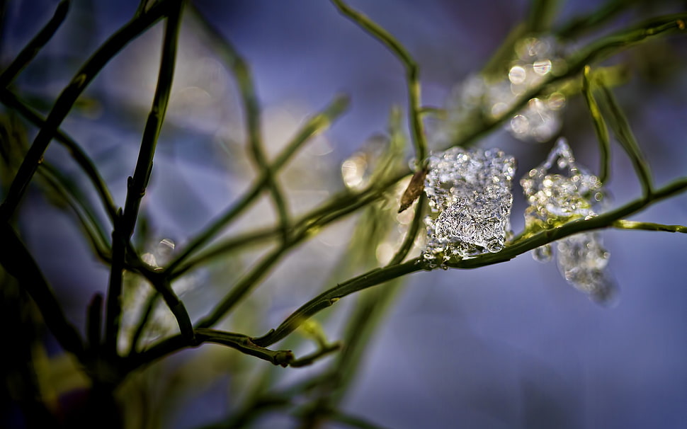 green plant in macro photography HD wallpaper