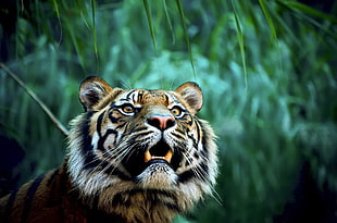 brown and black tiger, animals, nature, tiger HD wallpaper