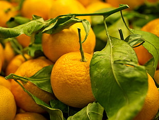 orange fruit photo HD wallpaper