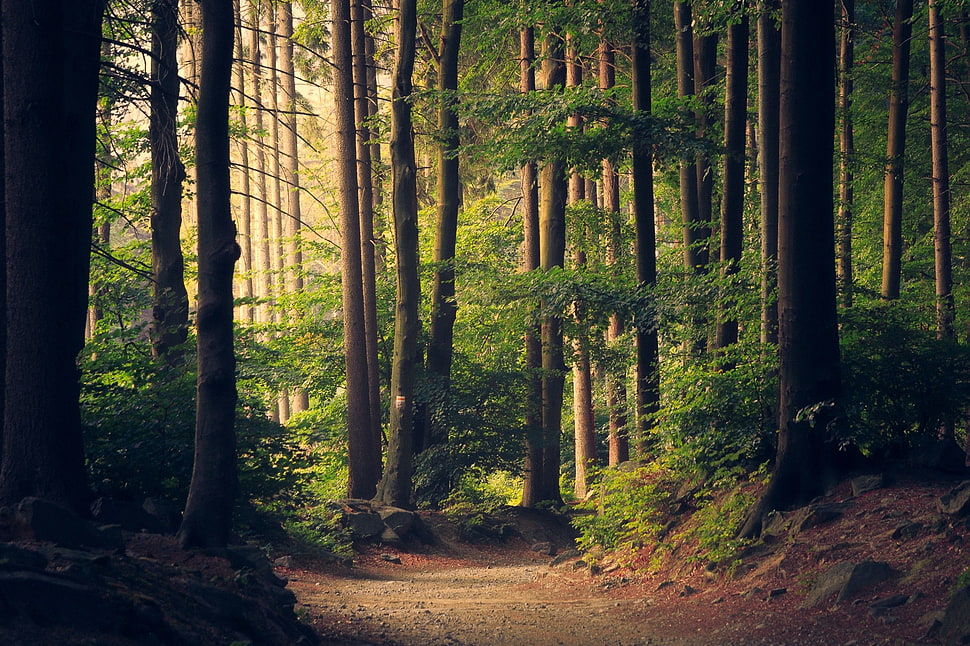 brown trees, trees, forest, path HD wallpaper