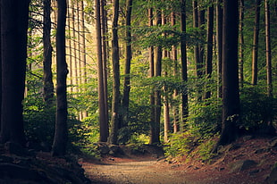 brown trees, trees, forest, path