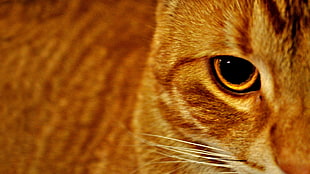 close-up photography of brown cat