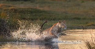 Lioness on water near grass
