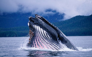 Whale,  Water,  Waves HD wallpaper