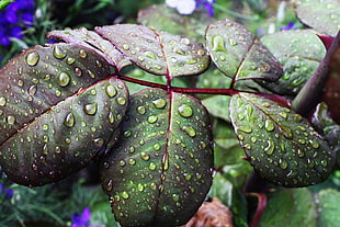 green leaf plant, Leaves, Drops, Moisture
