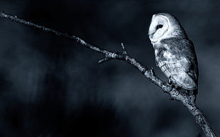 grayscale photography of owl perch on tree branch, owl, monochrome, birds, branch HD wallpaper