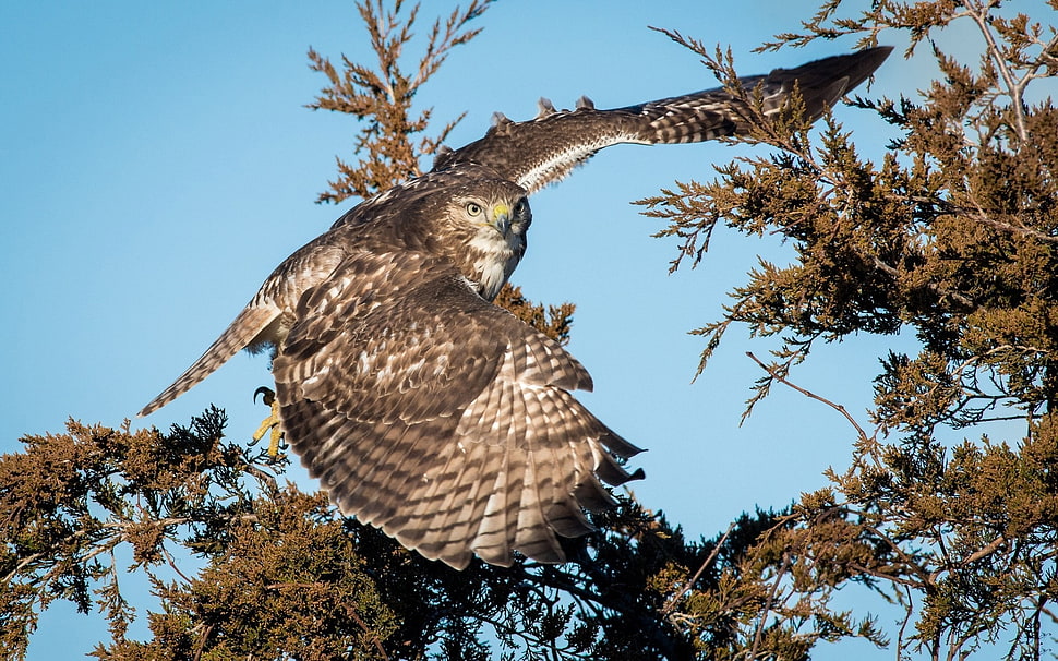 brown hawk on flight HD wallpaper