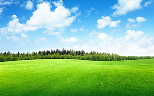 green field wallpaper, nature, landscape