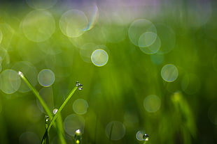 time laps photo of green leaves