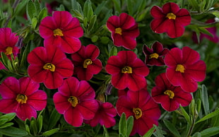 tilt-shift lens photography of red flowers HD wallpaper