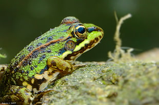 depth of field photography of green and black stripe frog HD wallpaper