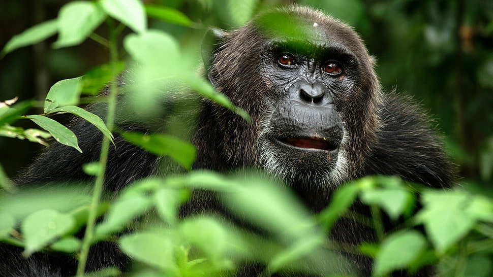Gorilla living at the forest HD wallpaper