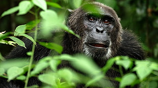 Gorilla living at the forest