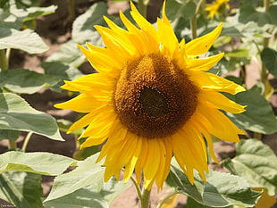 macro photograph of Deep Yellow sunflower HD wallpaper