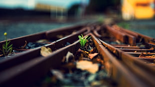 green plant, railway, nature, plants HD wallpaper