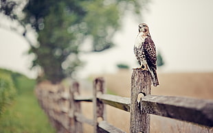 shallow focus photography of grey bird on fence during day time