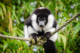 white and black primate on rope, ruffed lemur